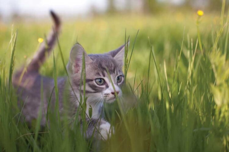 Pet Corner: Natural, Herbally Enhanced Cat Food